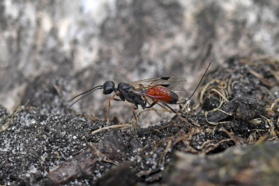 Aulacus striatus ♀