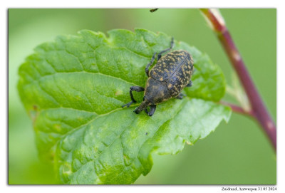 Larinus turbinatus 240531-08 kopie.jpg