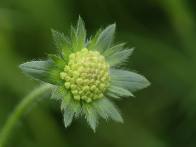 Beemdkroon-038781.JPG