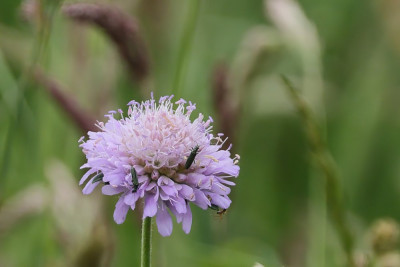 Beemdkroon-039105.JPG