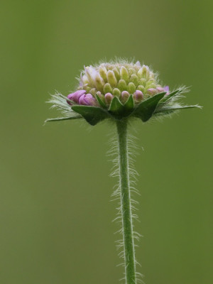 Beemdkroon-039114.JPG