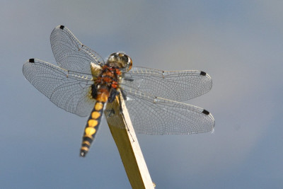 DSC_1776GevlekteWitsnuitlibelweb.jpg