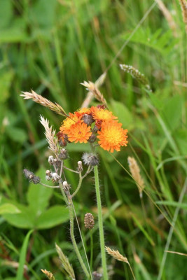 Oranje havikskruid