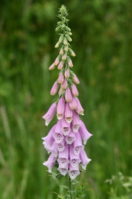 Vingerhoedskruid