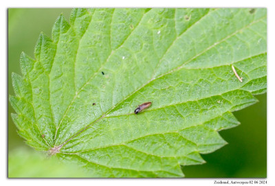 Agriotes pallidulus 240602-47 kopie.jpg