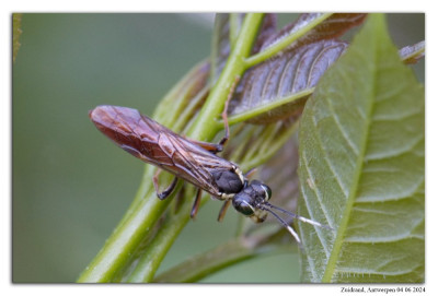 Tenthredo ferruginea 240605-047 kopie.jpg