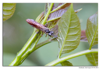 Tenthredo ferruginea 240605-048 kopie.jpg