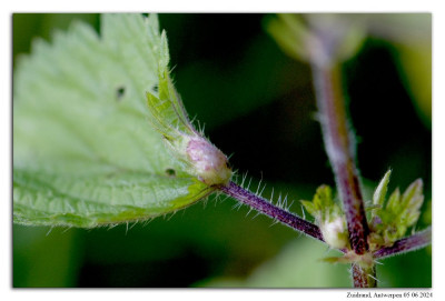 Brandnetelbladgalmug 240605-01 kopie.jpg