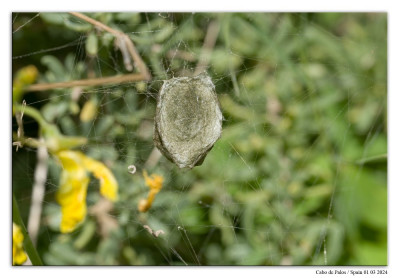 Argiope trifasciata 240301-066 kopie.jpg