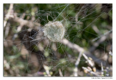 Argiope trifasciata 240301-063 kopie.jpg