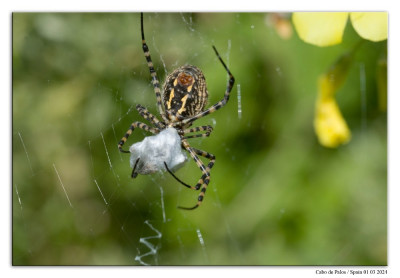 Argiope trifasciata 240301-067 kopie.jpg