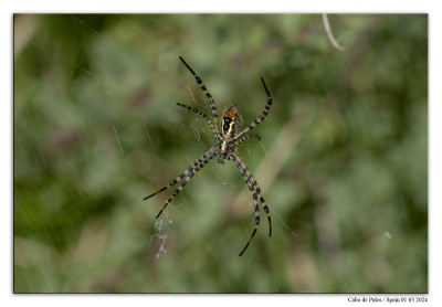 Argiope trifasciata 240301-069 kopie.jpg
