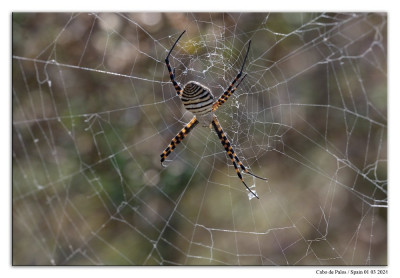 Argiope trifasciata 240301-064 kopie.jpg
