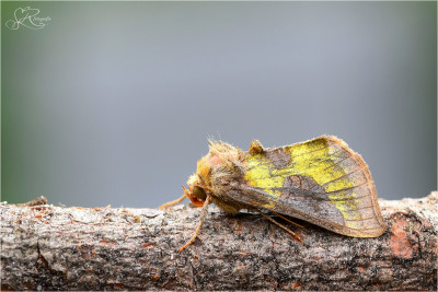 Koperuil