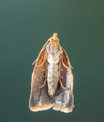 ALB_3208 Tuinbladroller.jpg