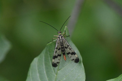 Gewone schorpioenvlieg ♀