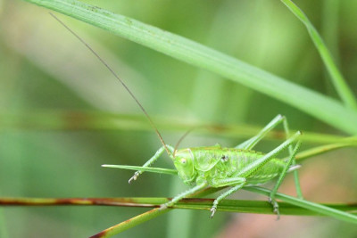 Grote groene sabelsprinkhaan