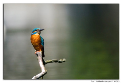 Ijsvogel 240607-034 kopie.jpg