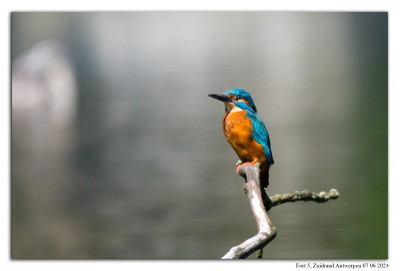 Ijsvogel 240607-033 kopie.jpg