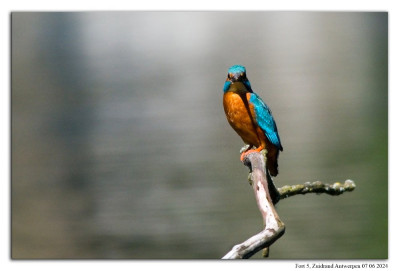 Ijsvogel 240607-032 kopie.jpg