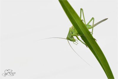 Grote groene sabelsprinkhaan