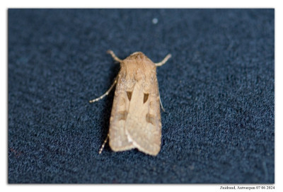 Gewone worteluil 240607-064 kopie.jpg