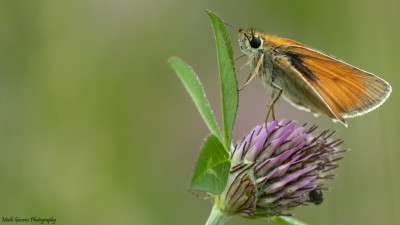 Zwartsprietdikkopje (Essex Skipper) Hoogveld/H'baan 8 juni '21.