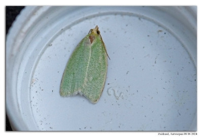 Groene eikenbladroller 240607-059 kopie.jpg