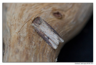 Houtspaander 240607-058 kopie.jpg
