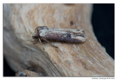 Houtspaander 240607-045 kopie.jpg