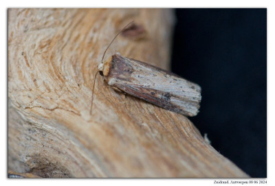 Houtspaander 240607-056 kopie.jpg