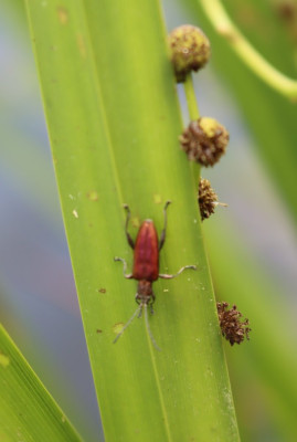 IMG_4973-2 Bladsprietkever (Donacia marginata).JPG