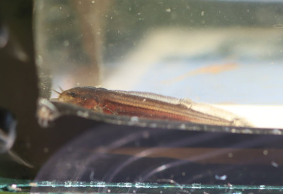 IMG_7405-2 Grote modderkruiper (Misgurnus fossilis) Nog geen 2 cm.jpg