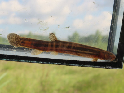 IMG_4719-2 Grote modderkruiper (Misgurnus fossilis).JPG