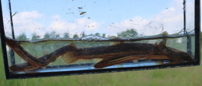 IMG_4722-2 Grote modderkruiper (Misgurnus fossilis).JPG