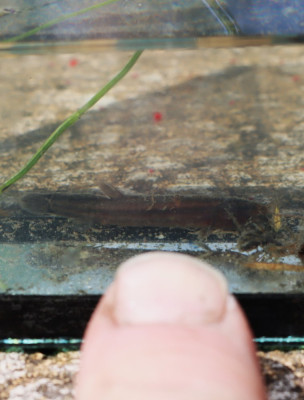 IMG_4767-2 Grote modderkruiper larve (Misgurnus fossilis).JPG
