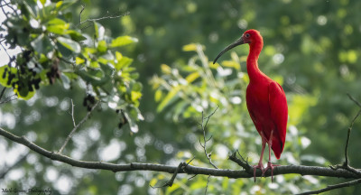 Rode Ibis 2 juli Onderste Caumer Heerlen