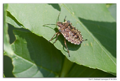 Roodpootschildwants 240607-054 kopie.jpg