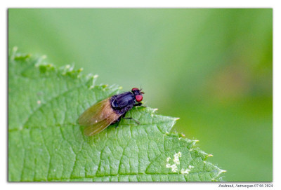 Minettia longipennis 240605-043 kopie.jpg