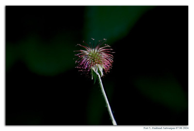 Geel nagelkruid 240607-056 kopie.jpg