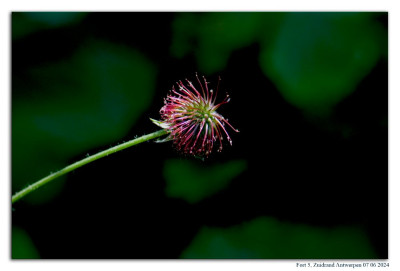 Geel nagelkruid 240607-057 kopie.jpg