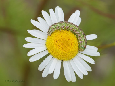 Rups1-041302.JPG