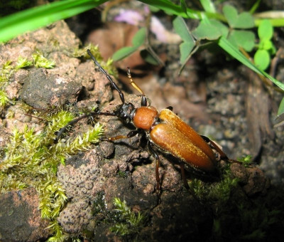 125556793_1 Gewone smalbok.jpg