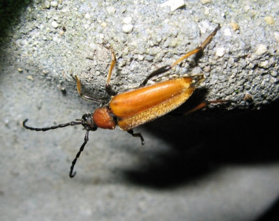125556793_3 Gewone smalbok.jpg