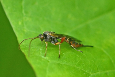 Itoplectis maculator ♀