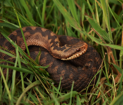 adder3.png