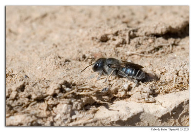 Blauwe metselbij 240301-003 kopie.jpg