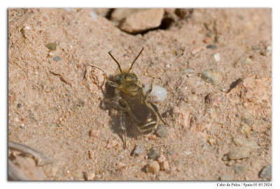 Blauwe metselbij 240301-007 kopie.jpg