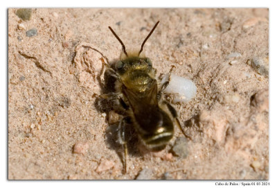 Blauwe metselbij 240301-008 kopie.jpg