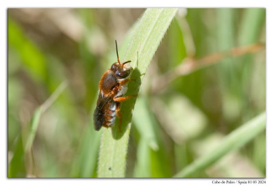 Rhodanthidium sticticum 240301-010 kopie.jpg